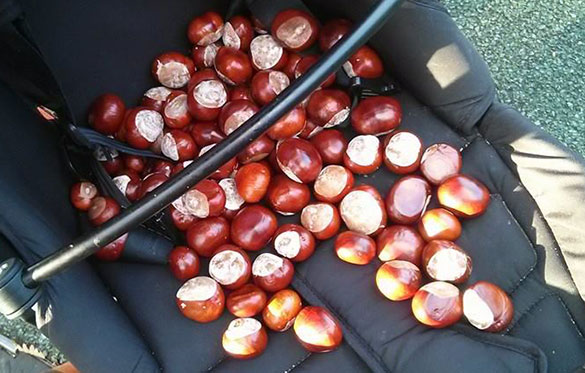 Conkers